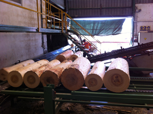 ¿Qué madera demanda la industria?